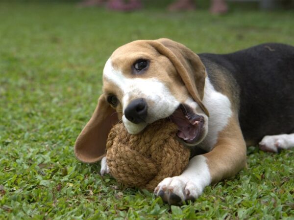 Koco-Ball - coconut 100% natural dog toy - beagle puppy playing on grass