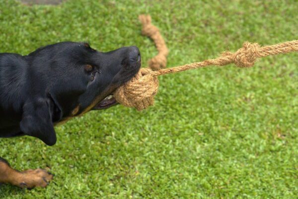 Koco Tugz - coconut 100% natural dog toy - black brown doberman puppy biting pulling toy on grass